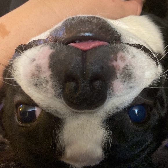 Meet your Posher, and her best friend! - Picture 2 of 6